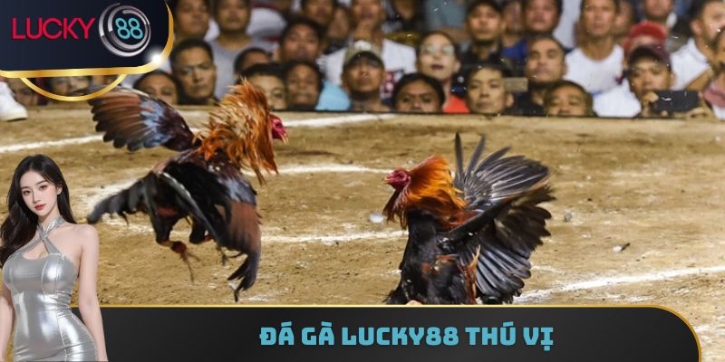 Đá gà Lucky88 thú vị